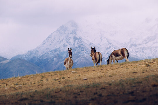 Tibetan wild asses roam freely at the foot of the Himalayas.