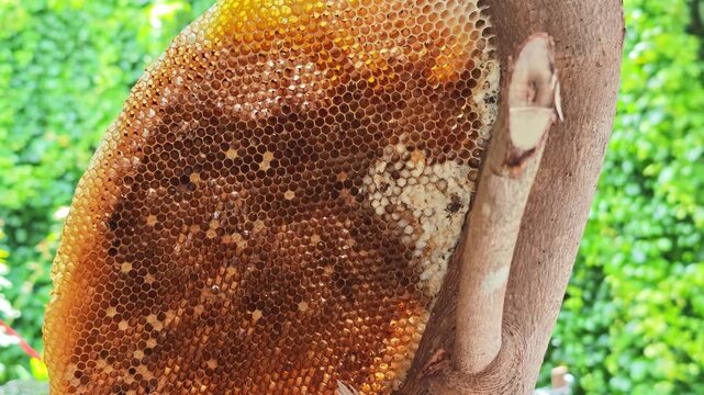 The pattern of a part of a beehive filled with beeswax.