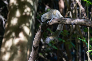 Fototapeta premium Tree Squirrel Climbing Down a Branch