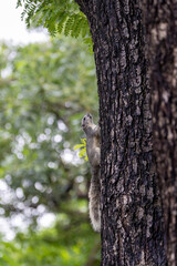 Obraz premium Tree Squirrel Climbing a Park Tree Trunk