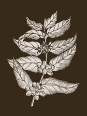 Fototapeta premium Hand drawn coffee tree branch