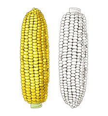 Fototapeta premium Corn cobs hand drawn vector illustration