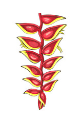 Heliconia flower hand drawn vector illustration. © Marina Gorskaya