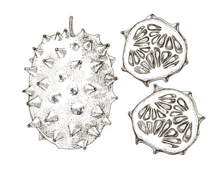 Kiwano tropical fruit vector illustration © Marina Gorskaya