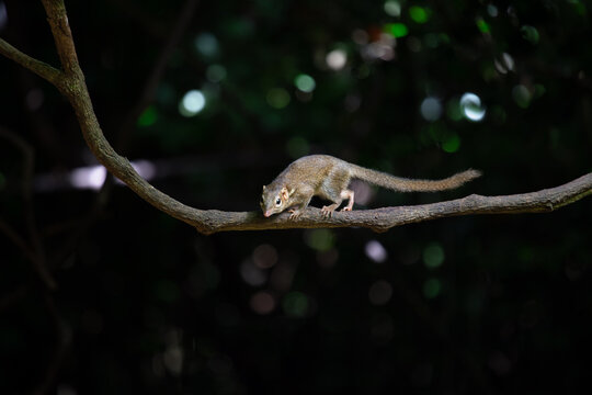 Treeshrew on a Branch in the Forest