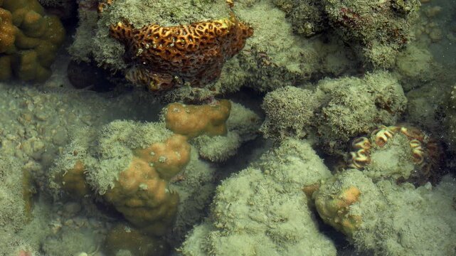 Tropical Coral Reef Ecosystem Exposed at Low Tide in Shallow Seawater