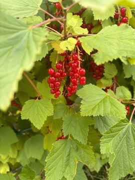 Ripe redcurrant berries on a bush with green leaves