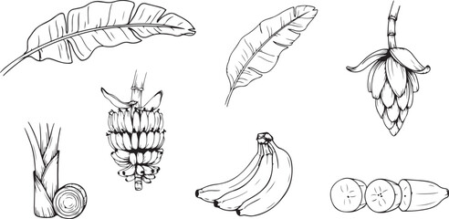 Obraz premium Banana fruit leaves blossom hand drawn retro illustration