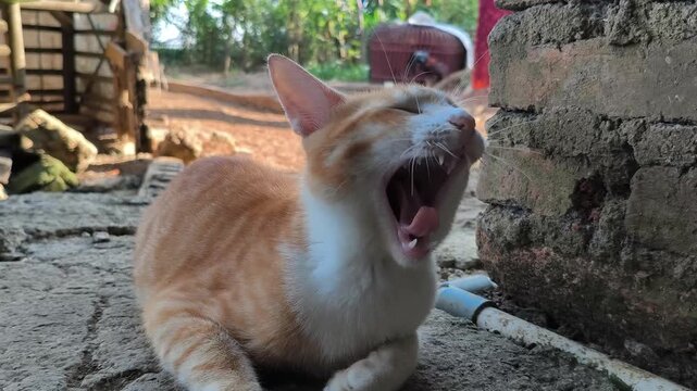 A cat that yawns and then goes back to sleep.