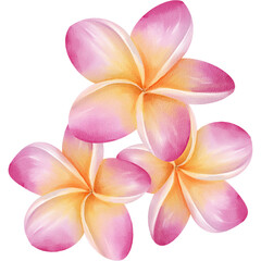 Fototapeta premium Plumeria Flowers Arrangement