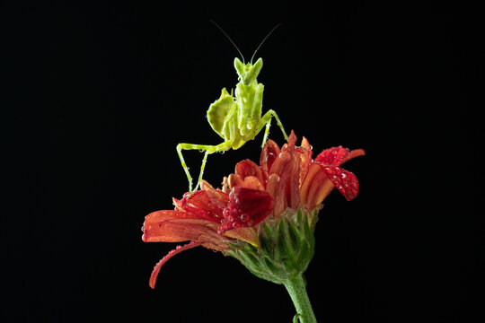 Macro photography of green praying mantis perched on a red flower covered with water droplets against a black background