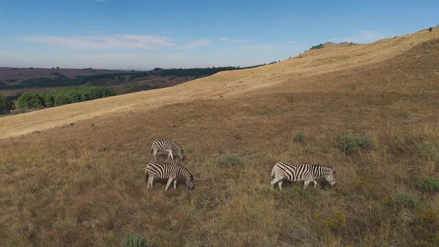 Drone following zebra herd grazing peacefully on African mountain hillside