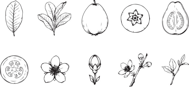 Set fuyu persimmon fruit hand drawn elements botanical illustration