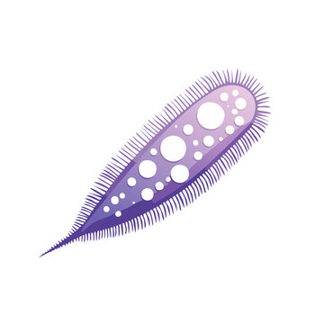 Illustration of a Paramecium