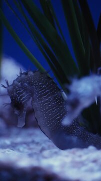 Long-snouted seahorse, Hippocampus guttulatus with distinct white spots camouflage swimming among green seaweed