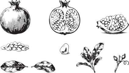 Obraz premium Pomegranate fruit hand drawn retro illustration