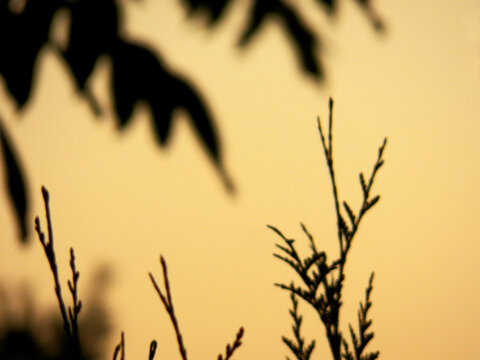 Defocused focused end of fir branches on yellow orange gradient shades colored background