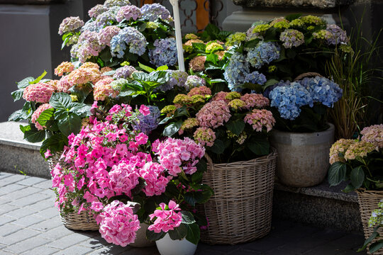 Hydrangea Flower Arrangements Displayed Outdoors In Ukraine