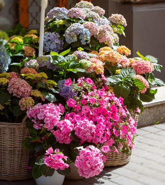 Hydrangea and Petunia Flower Arrangements in Ukraine