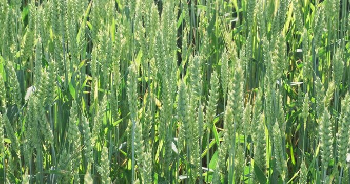 Premium green wheat ears texture during milk dough stage filling with sap, organic crop pattern and agribusiness abstract video
