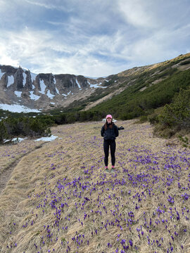 Hiker woman standing on blooming crocus meadow in Carpathian mountains