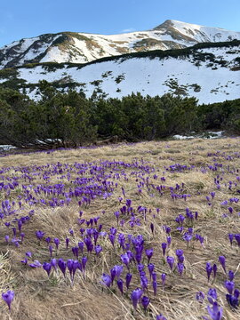 Spring landscape blooming purple crocuses on snowy mountain background