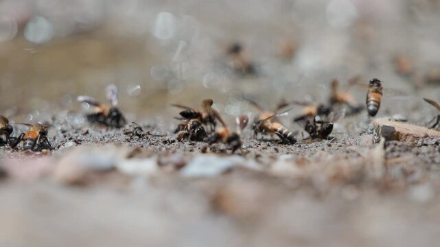 Macro Colony Of Stingless Bees Gathering Minerals From Damp Earth Captured In Beautiful Slow Motion