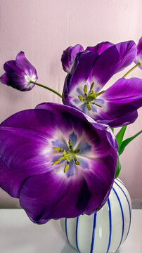 Close up of purple tulips in a striped vase on a pastel wall with soft natural light suitable for home decor blogs editorial and social media, 5 May 2026 Subitica, Serbia