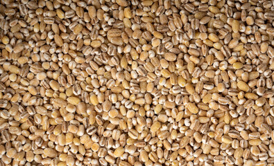 Obraz premium Pearl barley grains textured background