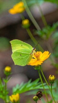 Common brimstone butterfly feeding on a yellow cosmos flower in the garden.