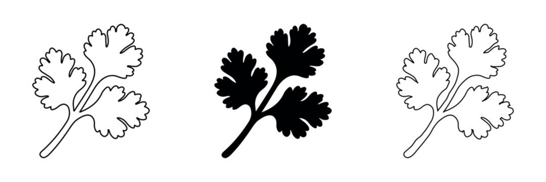 Collection of coriander leaf icons in outline, solid, and hand-drawn styles