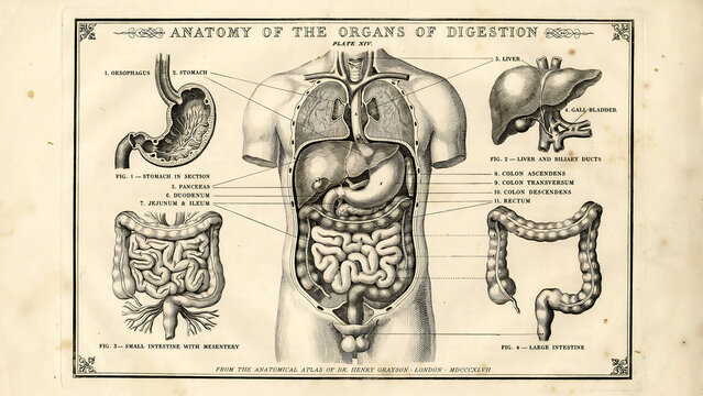 Vintage anatomical diagram of human internal organs in sketch illustration style