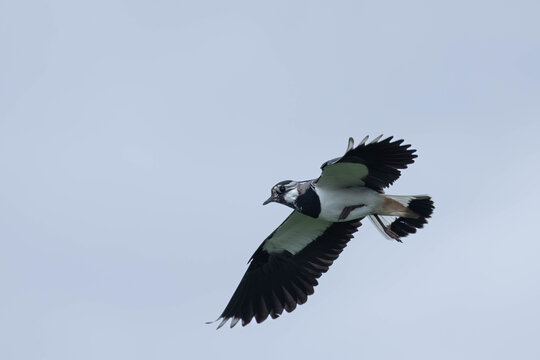 Northern Lapwing (Vanellus vanellus) Flying Against the Sky, Herdla Bird Sanctuary