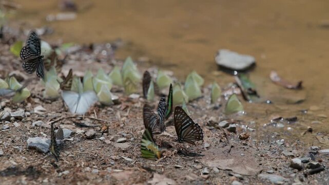 Group Of Tropical Butterflies Gathering Minerals On A Muddy Riverbank In The Lush Rainforest Captured In Beautiful Slow Motion