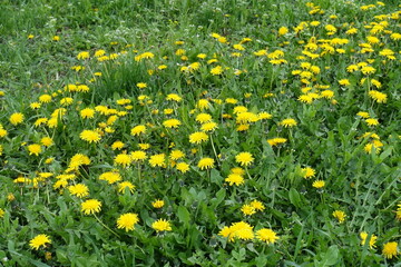 Obraz premium Yellow flowers of dandelions in the grass in April