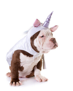 puppy american bully