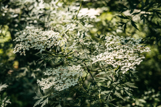 White elderberry flowers bloom on green bush branches in sunny outdoor garden. Sambucus nigra, or black elderberry, immune-boosting and antiviral properties