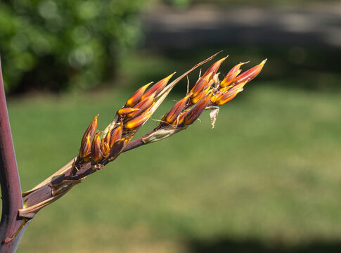 Red Harakeke Flower in Bloom. New Zealand Flax. phormium tenax. Phormium Cookianum.