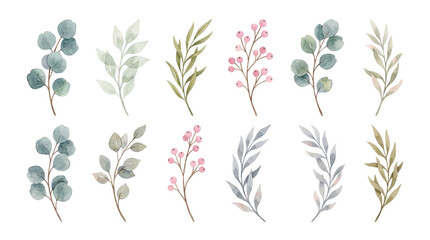 Watercolor botanical branches transparent PNG clipart set, isolated eucalyptus leaves and berry sprigs for floral design © creativestock