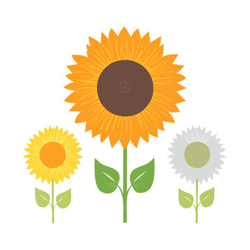 Flat design sunflower vector illustration