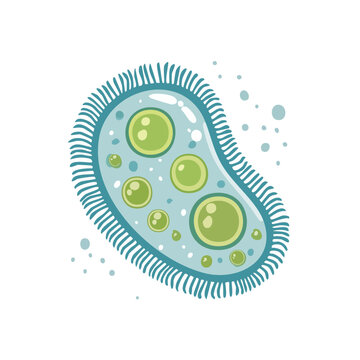 Illustration of a single-celled organism