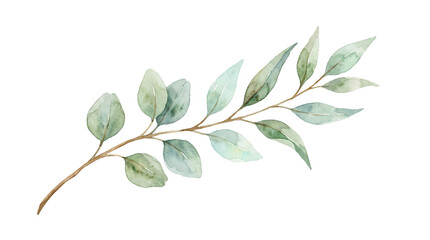Watercolor eucalyptus leafy branch transparent PNG isolated botanical clipart for wedding invitation design © creativestock