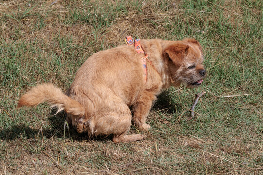 Perro en postura de defecar en el campo, Bocairent, Espa&ntilde;a