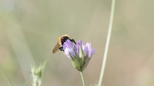 Abeja silvestre Dasypoda hirtipes recolectando n&eacute;ctar en una flor silvestre del parque natural Sierra de Mariola, Bocairent, Espa&ntilde;a