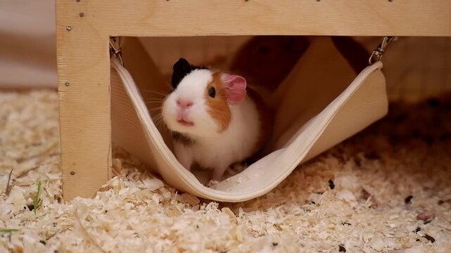 Cute domestic rodent sitting in a small hammock inside a wooden cage with wood shavings