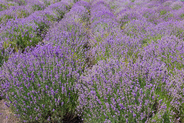 Obraz premium Rows of the blooming lavender at sunny day, selective focus
