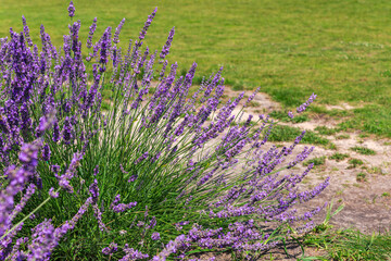 Obraz premium Bush of the blooming lavender against meadow at sunny day