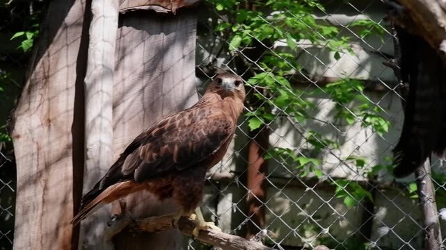 Proud brown eagle perching on a tree branch inside an aviary at the zoo looking at the camera