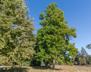Old tulip trees among other trees against glade in park © An-T