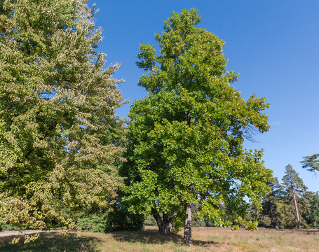 Old tulip trees among other trees against glade in park